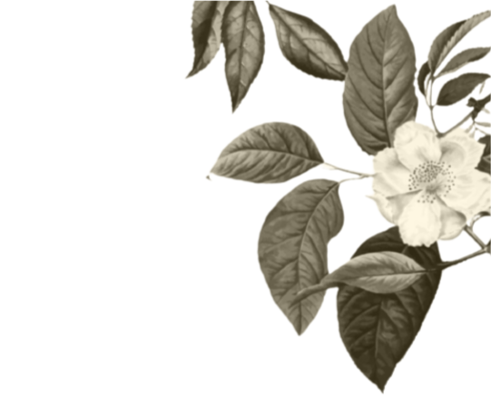 frame